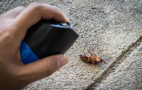 Baits come in gels, powders, and stations. What Do Baby Roaches Look Like? (May. 2020) Identifying ...