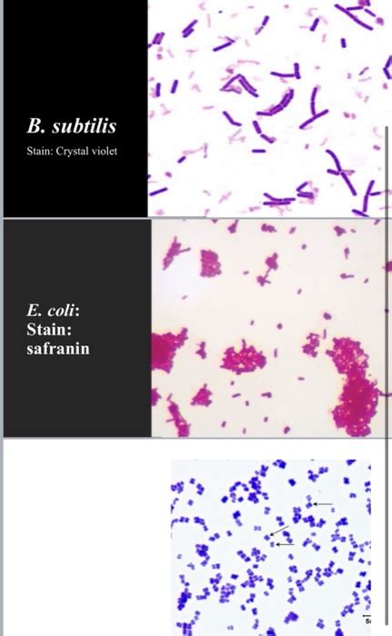 Solved B Subtilis Stain Crystal Violet E Coli Stain