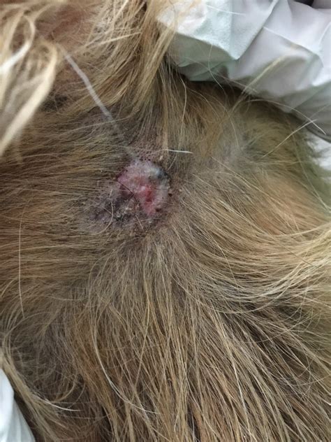 There Is A Crusty Black Scab On My Dogs Back Its About The Size Of A