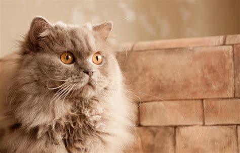 11 British Breeds Of Cat Cat World