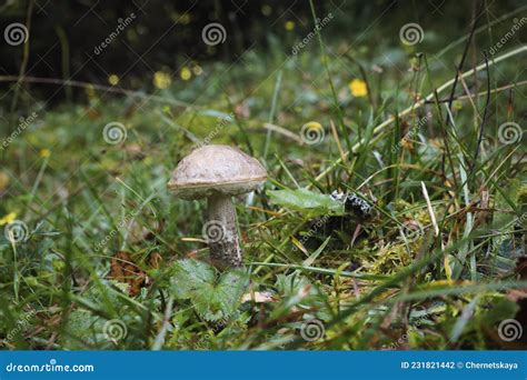 One White Poisonous Mushroom Growing In Forest Stock Photo Image Of