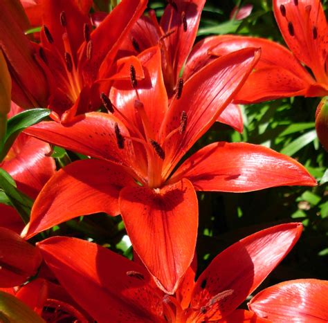 Photograph Of Bright Red Asiatic Lilies In Full Sun Etsy