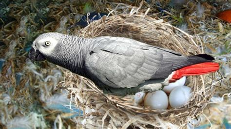 The Hatching Of A Parrot Egg African Grey Parrot Laying Eggs Youtube