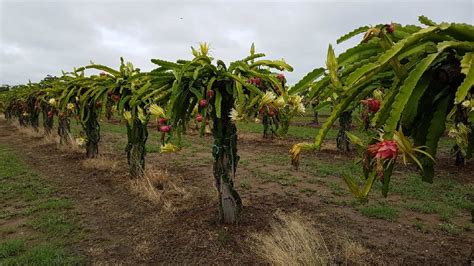 The pitaya is one of nature's most unique plants, with a flower like an explosion of dragon fruit looks like a soft pineapple with spikes, and can have either pink, red or yellow skin and white or red flesh. Chinchilla's accidental dragon fruit farmers enjoy a ...