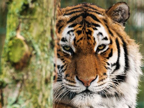 Amur Tiger Blackpool Zoo
