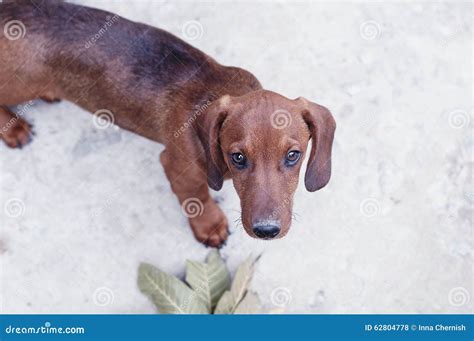 Smooth Haired Dachshund Standard Color Red Dachshund Puppy Animal