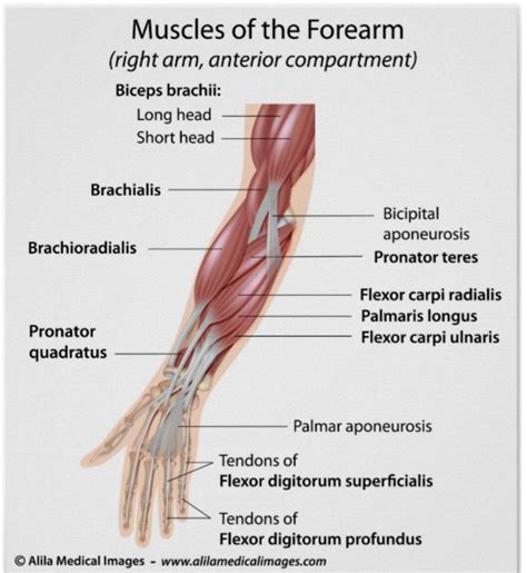 Muscles Of The Forearm Labeled Diagram Poster Zazzle Forearm