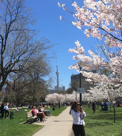 Why are there no tickets being issued? Trinity Bellwoods Park cherry tree blossoms. Sunshine ...