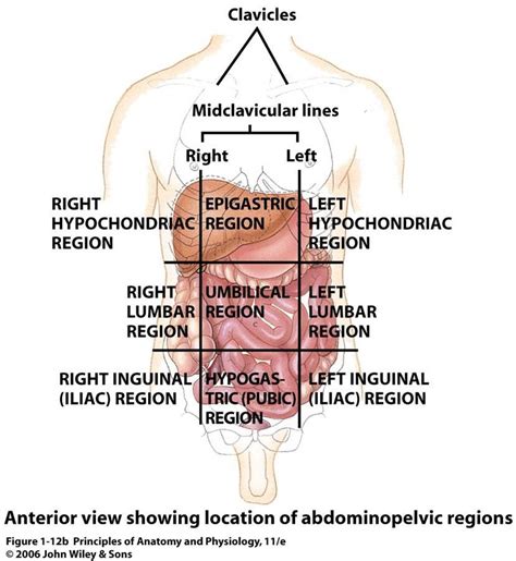 9 anatomical quadrants, anatomical quadrants and regions, anatomical quadrants of the abdomen, anatomical quadrants. front
