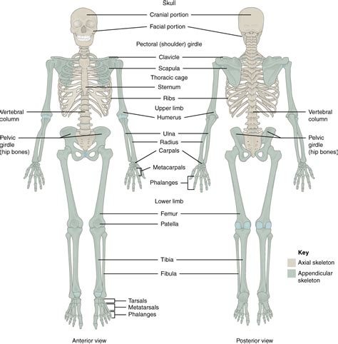 This Figure Shows The Human Skeleton The Left Panel Shows The Anterior