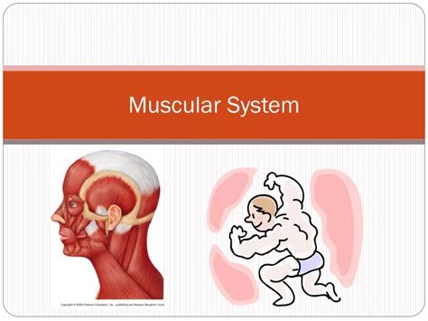 Ppt Muscular System Powerpoint Presentation Free Download Id9709836
