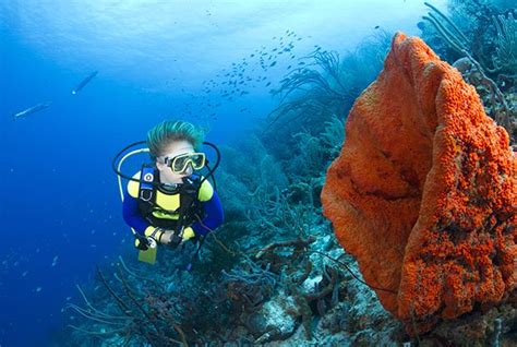 637 Curaçao Is An Underwater Dream Thanks To Carmabi Underwater Park