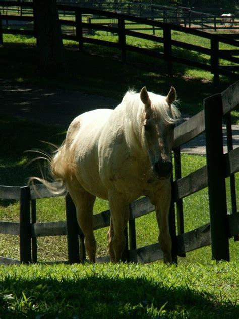 Goshen Crest Farm Horse Boarding Farm In Goshen Kentucky