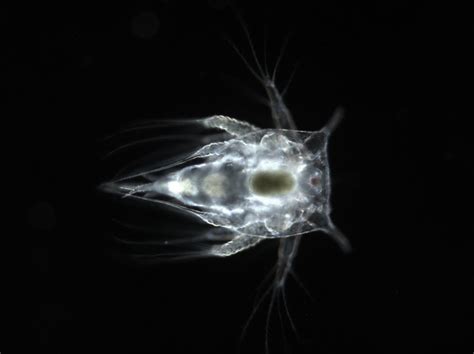 Larva Náuplio De Uma Craca Crustacea Classe Maxillopoda Subclasse Thecostraca Barnacles