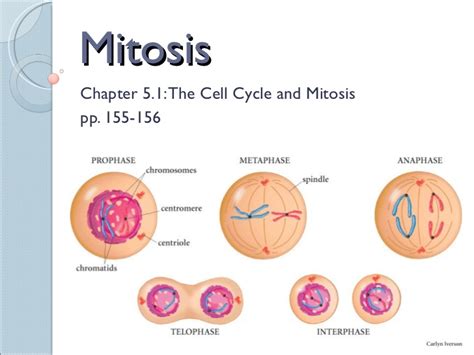 Mitosis is the process of nuclear division by which two genetically identical daughter nuclei are produced that are also genetically identical to the parent cell nucleus (they have the same number of. Sci 9 Lesson 2 Feb 23 - Ch 5.1 Mitosis