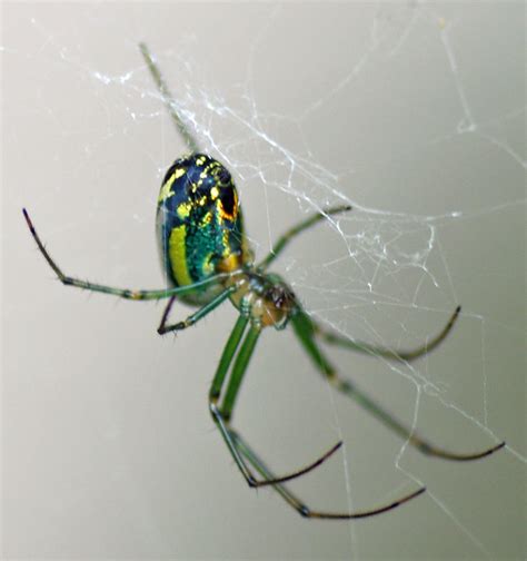 Green Garden Spider Flickr Photo Sharing
