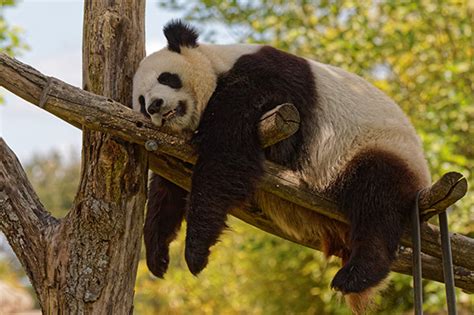 Za Pandami Velkými Do Evropských Zoo Zoo Magazín