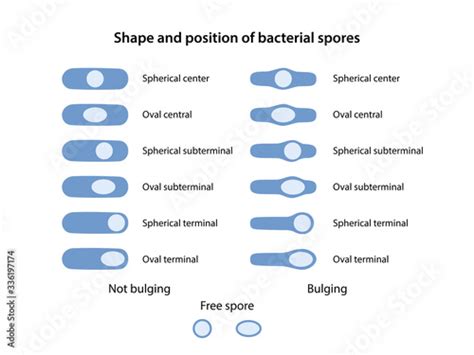 Shape And Position Of Bacterial Spores The Position Of Bacillus Spores