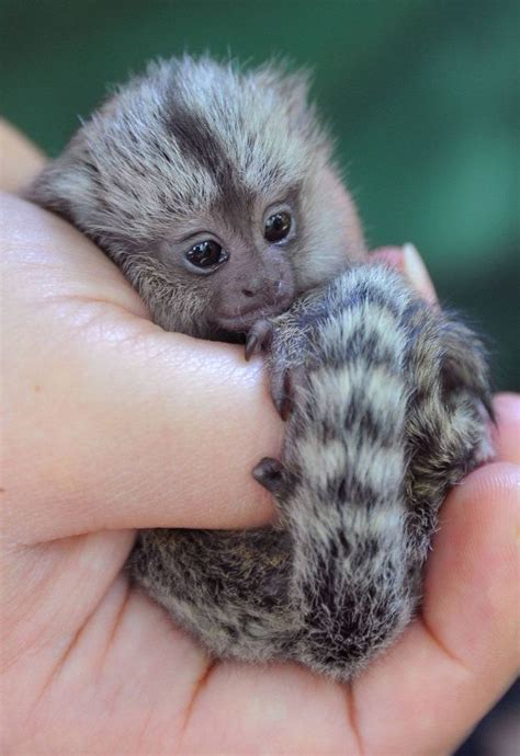 Un Monito Monos Animales Animales Asombrosos Fotos De Animales Bebé