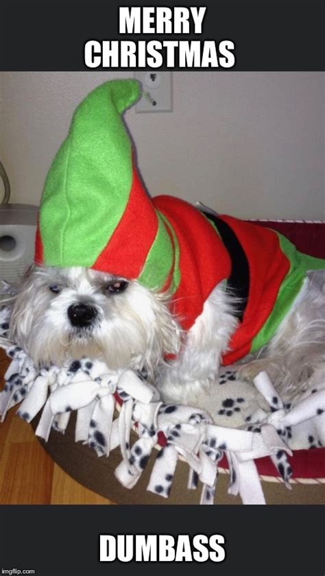 Image Tagged In Angry Elf Dog Imgflip