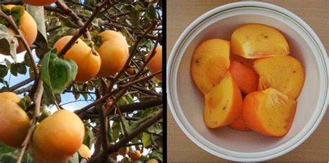 How To Grow Fruit And Nut Trees In Zone 5 7 And More