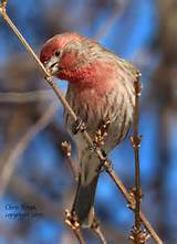 Photos of House Finch New Zealand