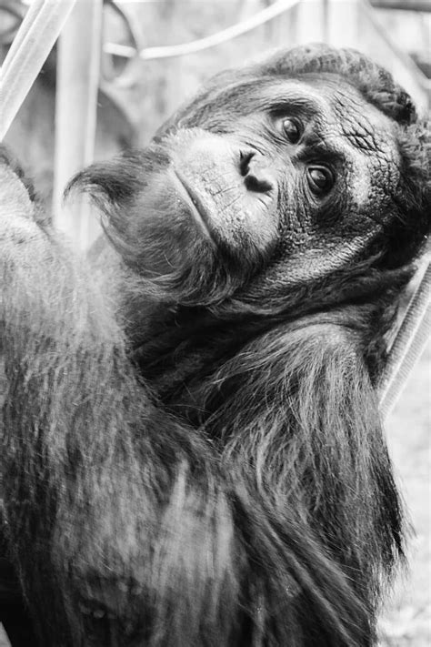 Chimpanzee Ape Monkey Zoo Gorilla Animal Cute Primate Nature