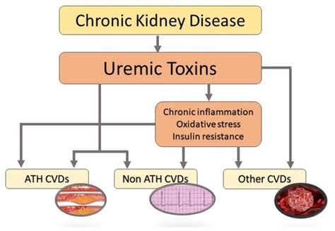 Toxins Free Full Text Uremic Toxins And Cardiovascular Risk In