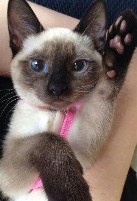 Siamese Kitten Spoil Your Kitty At Cute Animals