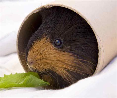 Diy Guinea Pig Toys Out Of Toilet Paper Rolls Fun Diy Toy For Rabbits