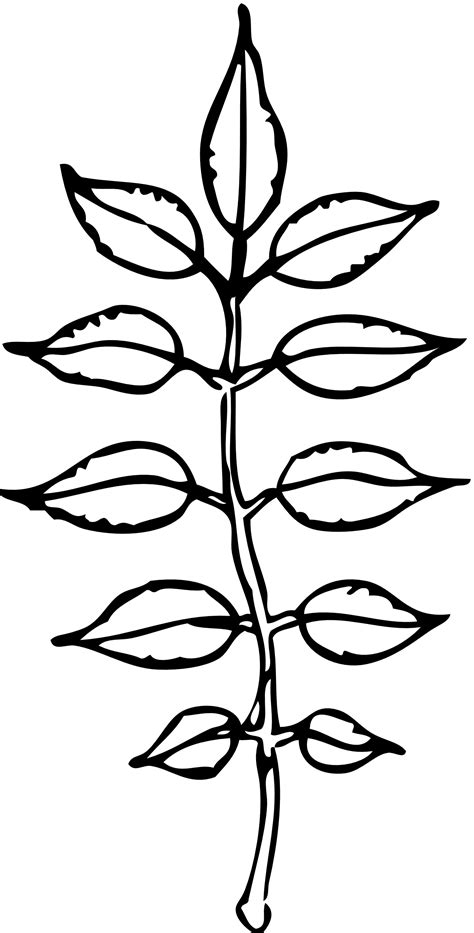 Leaves Black And White Leaf Outline Clip Art Black And White Clipart