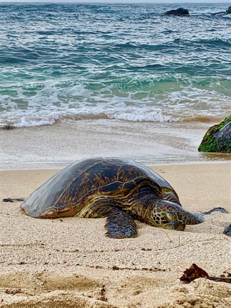 Sea Turtles Need Help During Nesting Season Maui Now