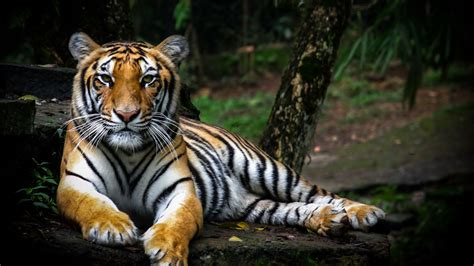 Wallpaper Id 23317 Tiger Predator Big Cat 4k Free Download