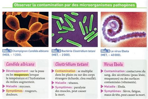 Activité 4 Étudier Quelques Exemples De Micro Organismes Pathogènes