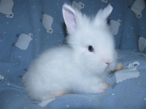 Cute Bunny Of The Day Is A Baby Lionhead White With Blue Eyes So Cute