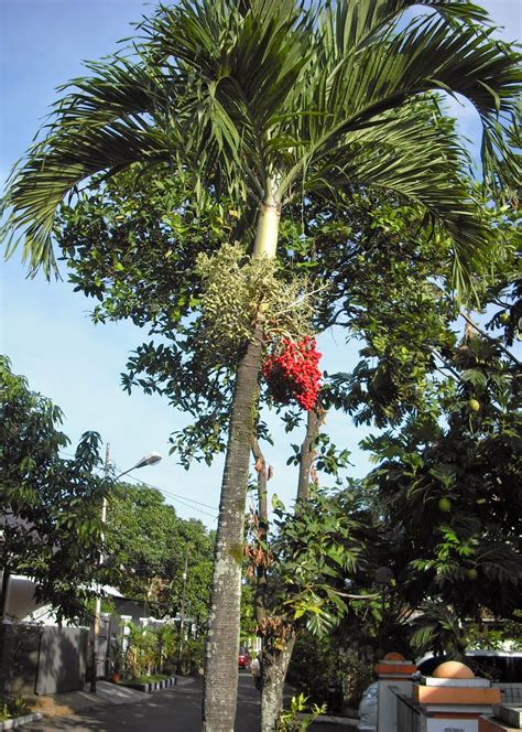 Bibit Tanaman Murah: Jual Pohon Palem di Tanjungpinang