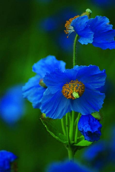 1226 Best Blue Flowers Images On Pinterest Beautiful Flowers Blue