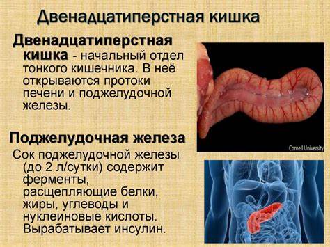 Желудочно-кишечный тракт человека - презентация онлайн Картинка - Желудочно-кишечный тракт человека - презентация онлайн
