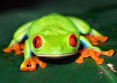 Red Eyed Tree Frog Facts For Kids Red Eyed Tree Frog Habitat And Diet