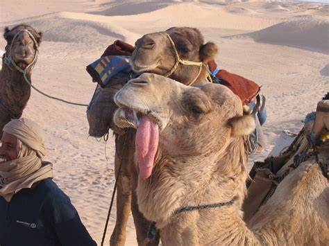 How to get a camel. Camel tongue | A camel shows of his enormously long tongue ...