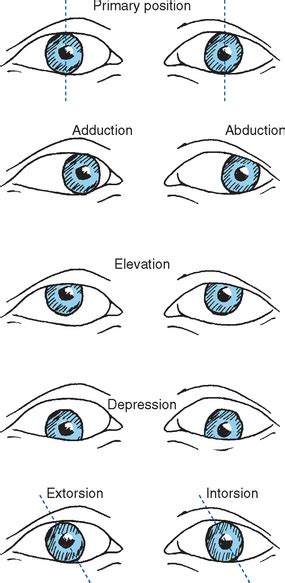 Conjugate eye movement refers to motor coordination of the eyes that allows for bilateral fixation on a single object. Control of Eye Movements | Neupsy Key