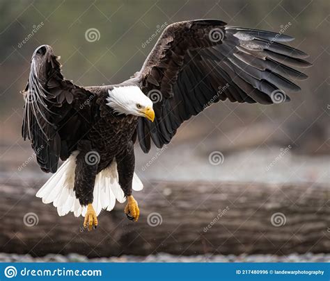Mature Bald Eagle Landing With Wings Spread Stock Photo Image Of
