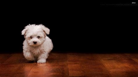 cute dog wallpapers  images