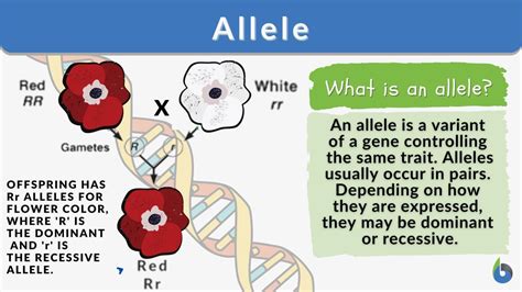 Allele Definition And Examples Biology Online Dictionary