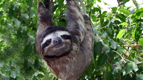 Sloths Upside Down Secret Revealed