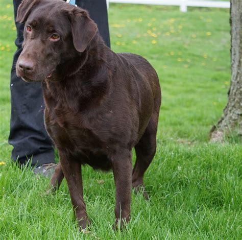 Akc Chocolate Labrador Retriever For Sale Sugarcreek Oh Female Maggi