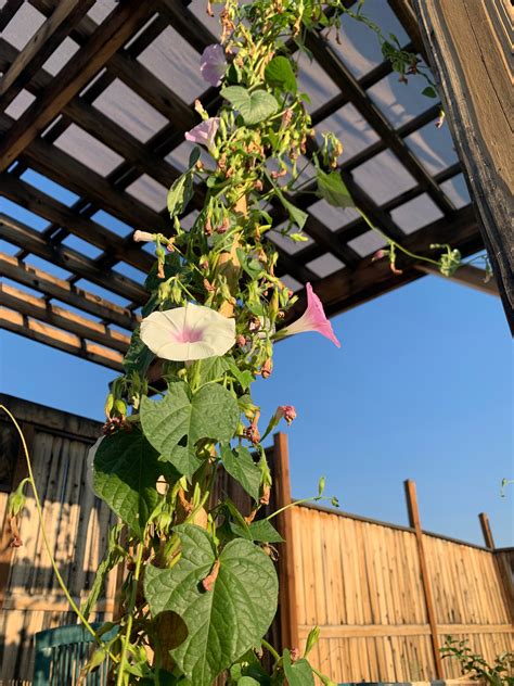 Tall Morning Glory Seed Mix Morning Glory Seeds Ipomea Etsy