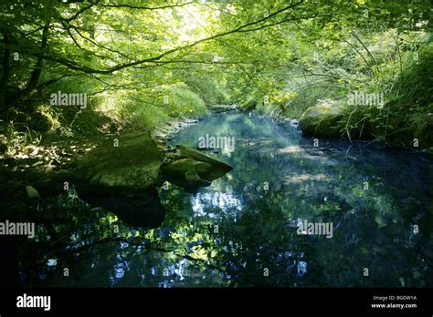 Beech Forest Trees With River Flow Under Shadows Stock Photo Alamy