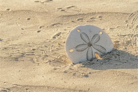 Sand Dollar On Baja Beach Photograph By Kirk Hewlett Pixels