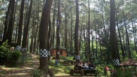 Menikmati Sensasi Wisata Di Hutan Pinus Kendal Bisa Usir Penat